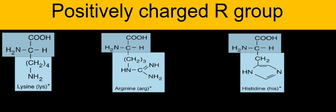 charged amino acids