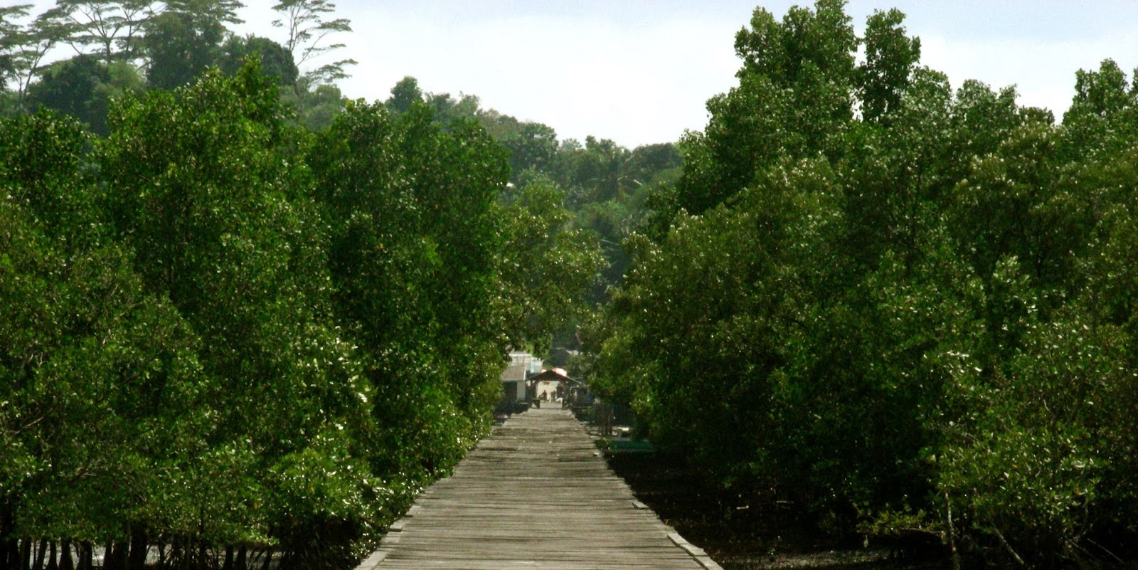 Jembatan Ulin Terpanjang Di Dunia