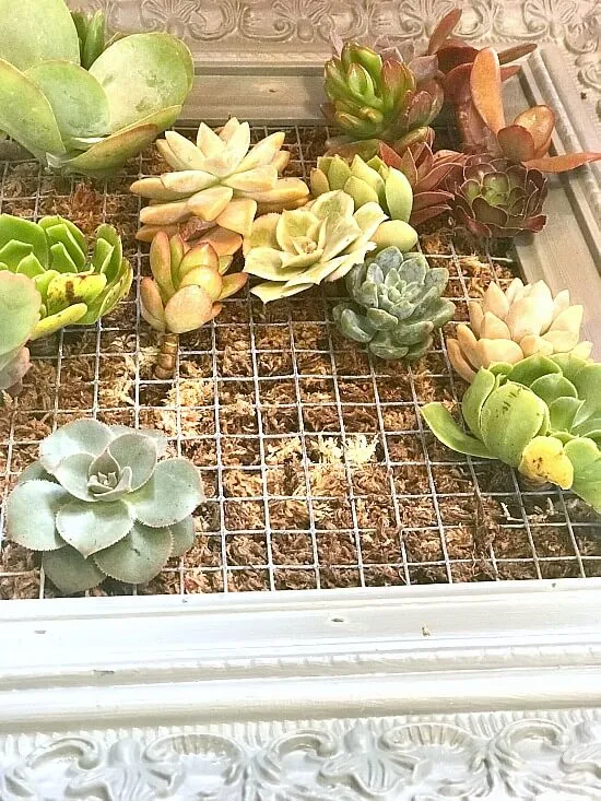 How to build a  DIY frame for succulent plantings