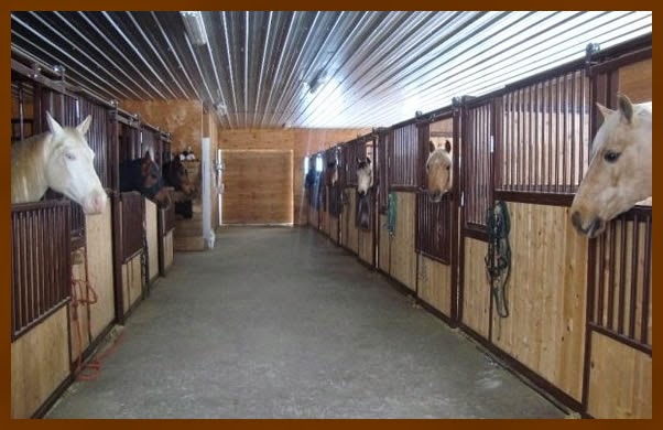 the horse by wendy williams the horse by wendy williams