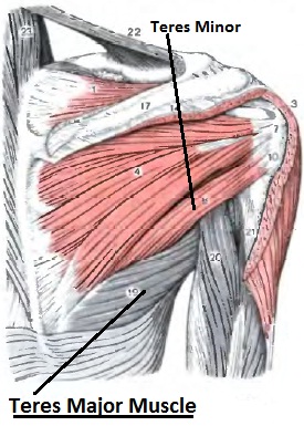 Teres Major Muscle