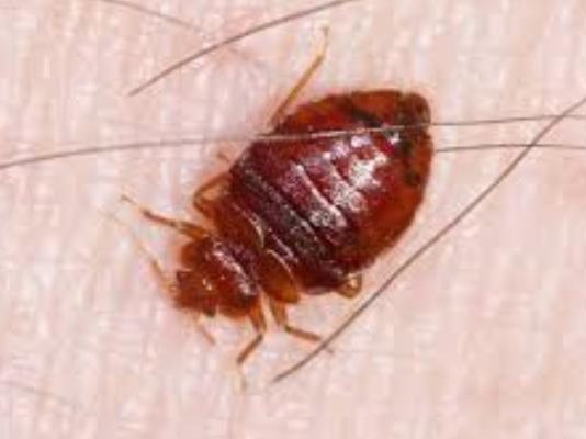 खटमल से बचने के घरेलु उपाय – Bed Bugs home remedies | हिन्दी मेन - Hindi.Men