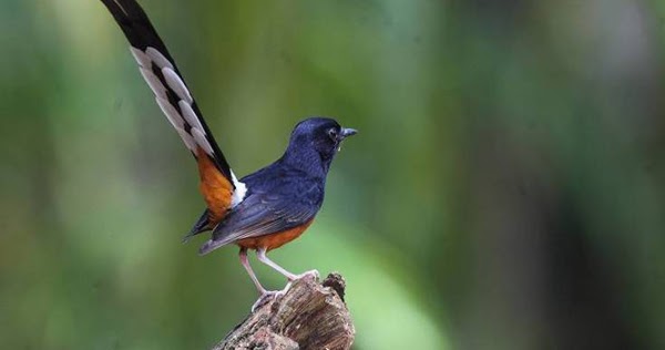 Penyebab Burung Murai Batu Yang Panjang Ekornya Tidak Normal
