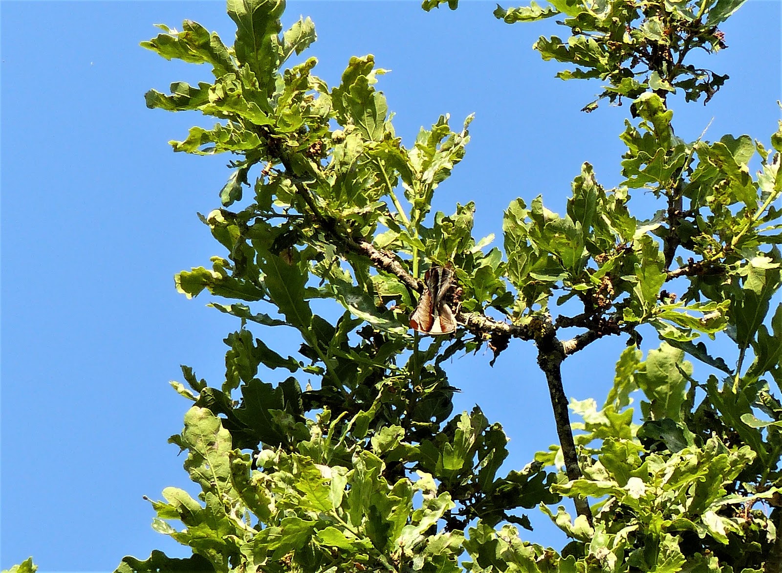 64 Best Edibles Images Plants Garden Edible Garden