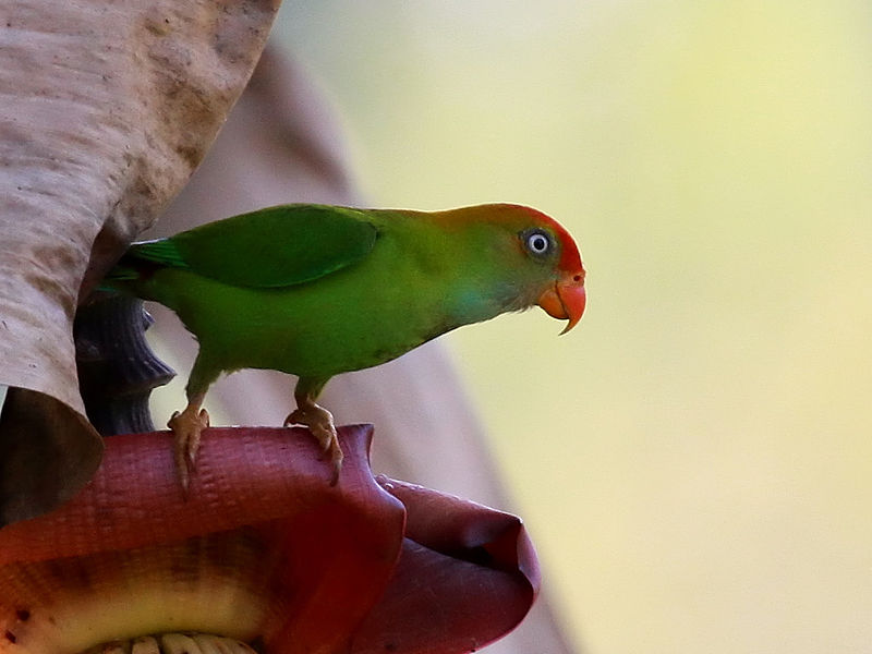 Sri Lankan Endemic Birds Giramaliththa Sri Lanka Hanging Parrot