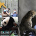 Zoo chinês não avisa nenhum dos visitantes sobre 3 leopardos que escaparam pra "não gerar pânico"