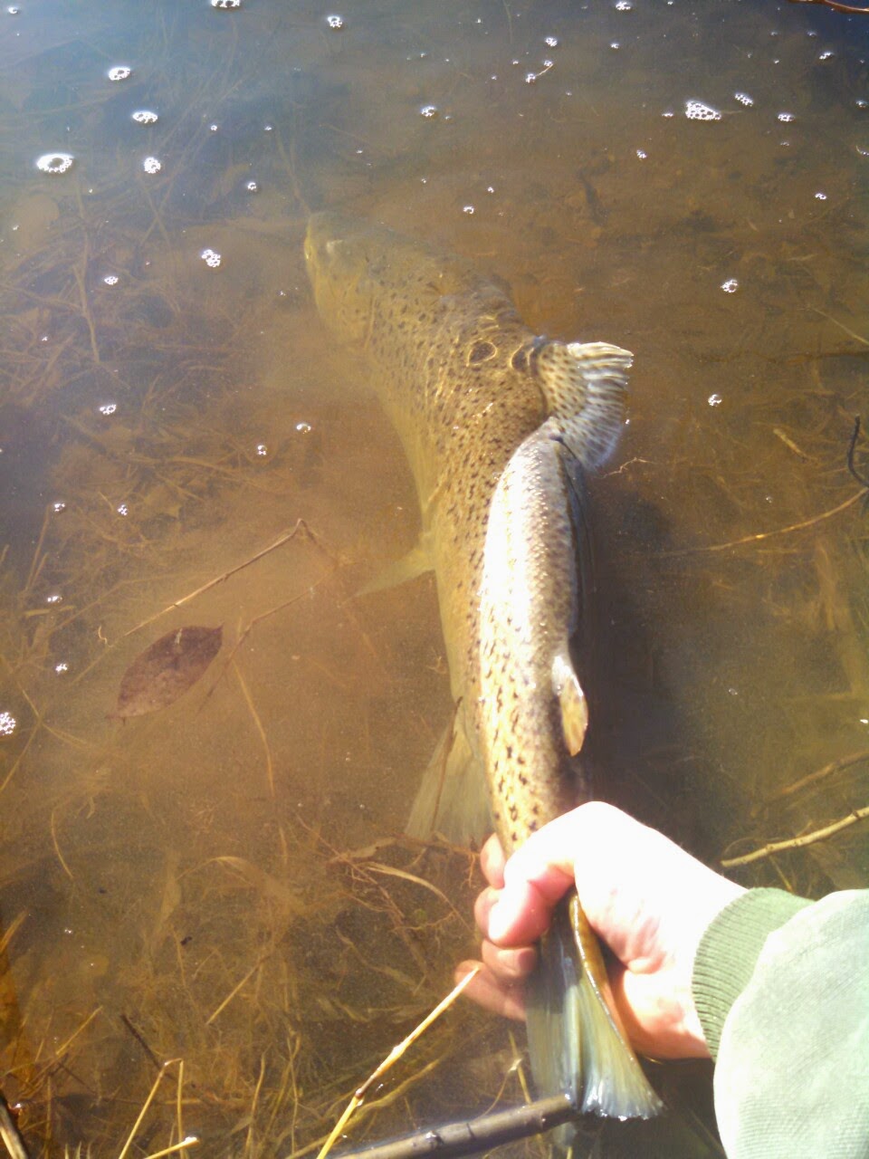 Wisconsin Fishing Reports Wisconsin Steelhead and Brown Trout Report