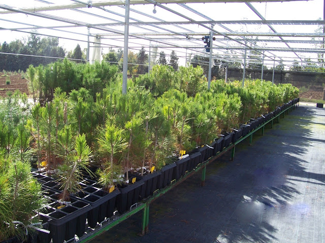 Bandejas forestales de pino carrasco (Pinus halepensis Mill.) en el umbráculo del vivero.