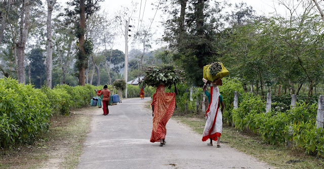 কুলাউড়ায় চা শ্রমিকদের ভোট পাল্টে দিতে পারে সব হিসাব নিকাশ