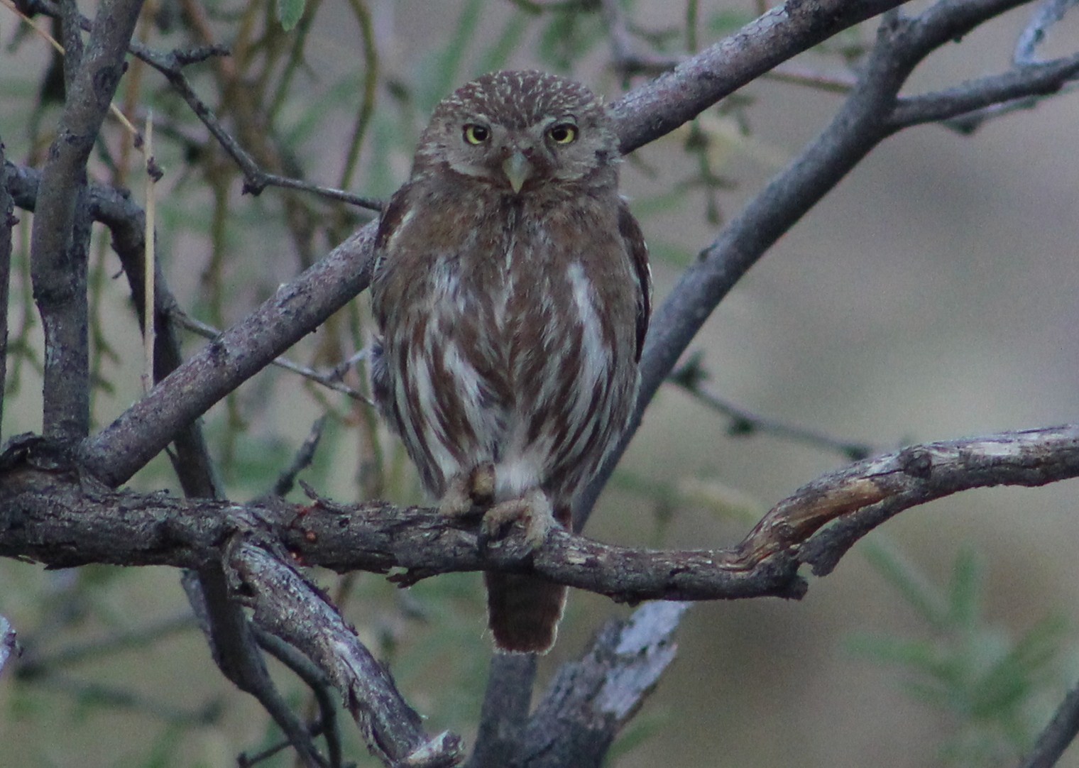 Tommy D's Birding Expeditions Diurnal Desert Owling