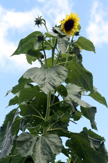 sunflowers, blue skies, summer, garden, Anne Butera, My Giant Strawberry