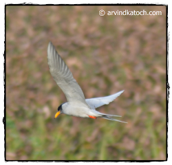river indian tern aurantia sterna birds flying