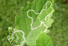 Leaf Miner : ( Phytomyza atricornis.)
