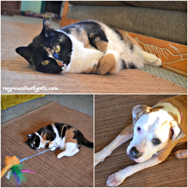 Must Have Item for Pet Parents RUGGABLE® 2Piece Rug System