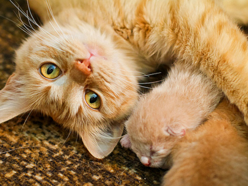 merawat kucing hamil
