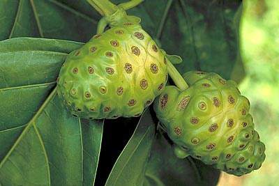 Inilah Obat Herbal untuk Diabetes Paling Manjur