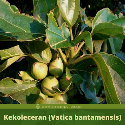Kekoleceran (Vatica bantamensis)