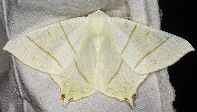 Swallow-tailed Moth, Ourapteryx sambucaria.  In my actinic light trap in Hayes on 28 July 2012.