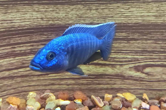 Ikan Blue Acara