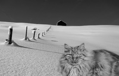 imagenes de gatos imagenes de gatos
