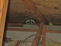 Raccoons nest in attics.  Inspect your attic yearly for damage 1homeinspector.com