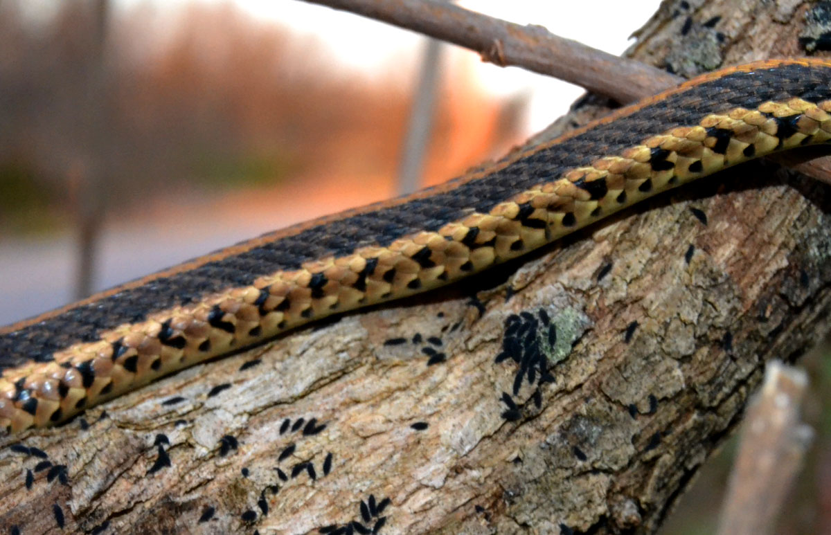 Saturdays Vintage Finds Tree Climbing Eastern Garter Snake