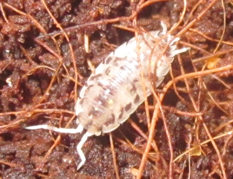OniscusDalmatian%25231.JPG