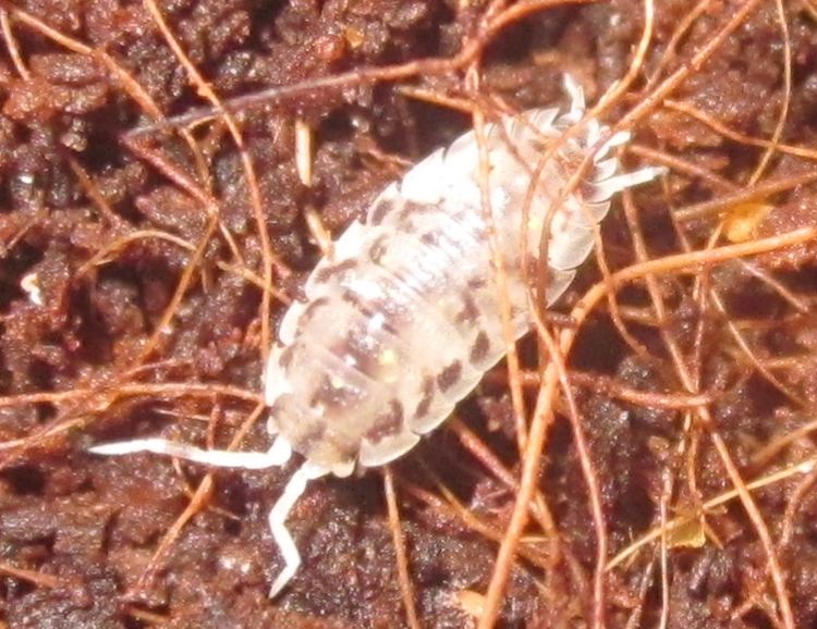 Hisserdude's Isopods OniscusDalmatian%25231