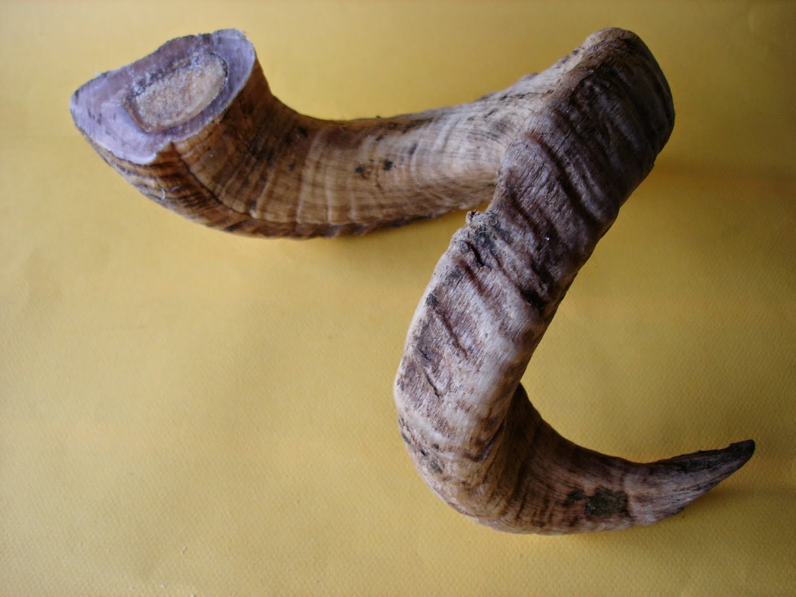 Woolshed 1 Shepherd's Crook. How to make a hornheaded crook