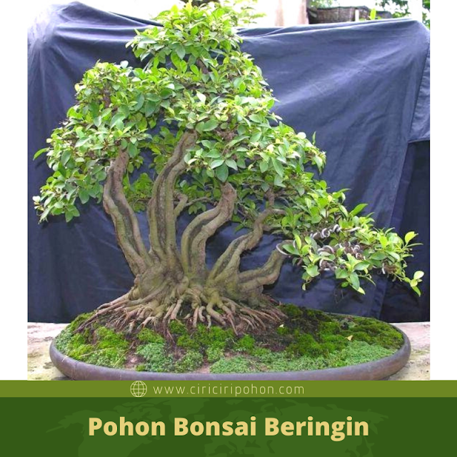 Ciri Ciri Pohon Bonsai Beringin