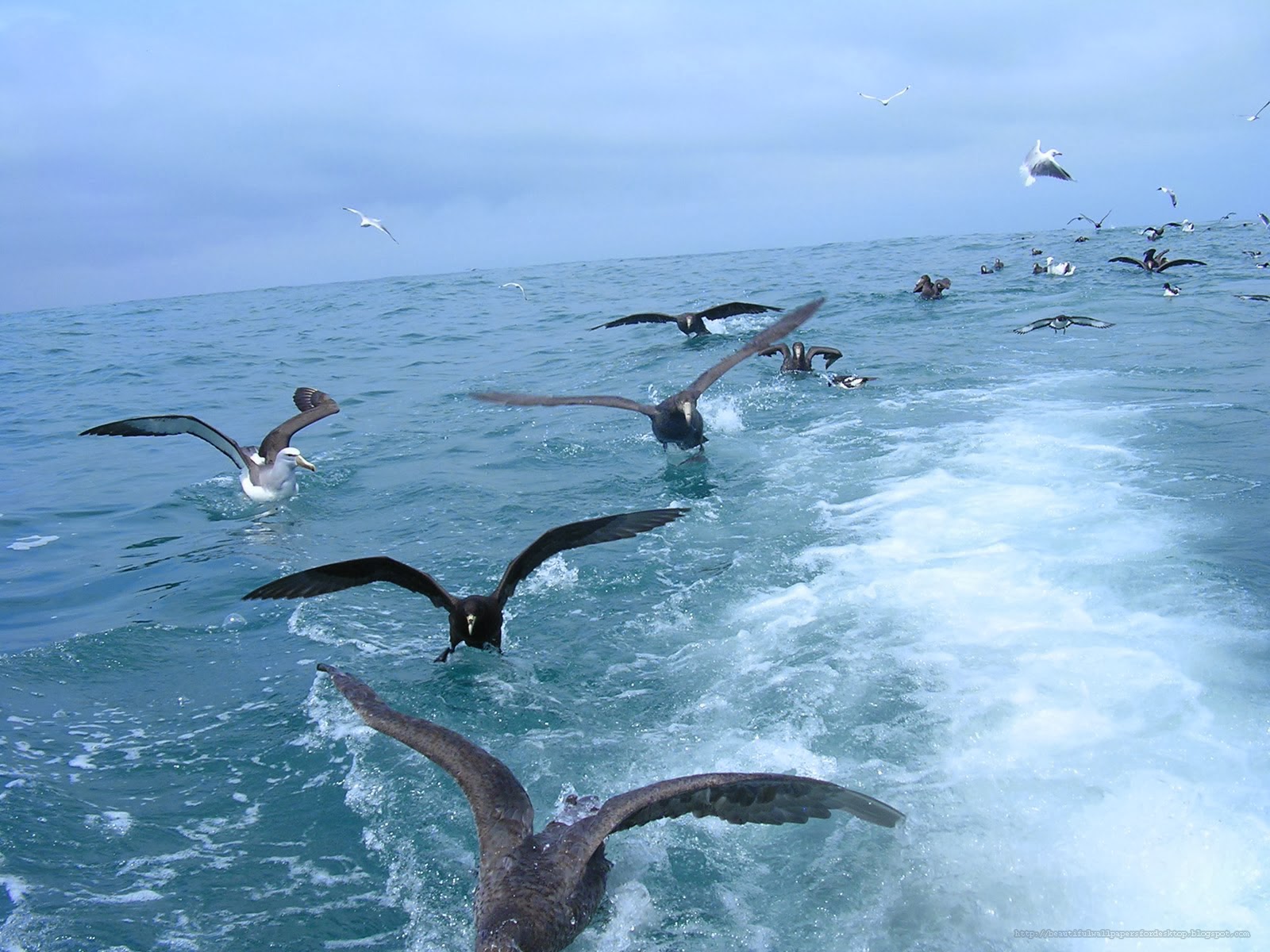 Beautiful Wallpapers for Desktop: Black browed Albatross wallpapers hd