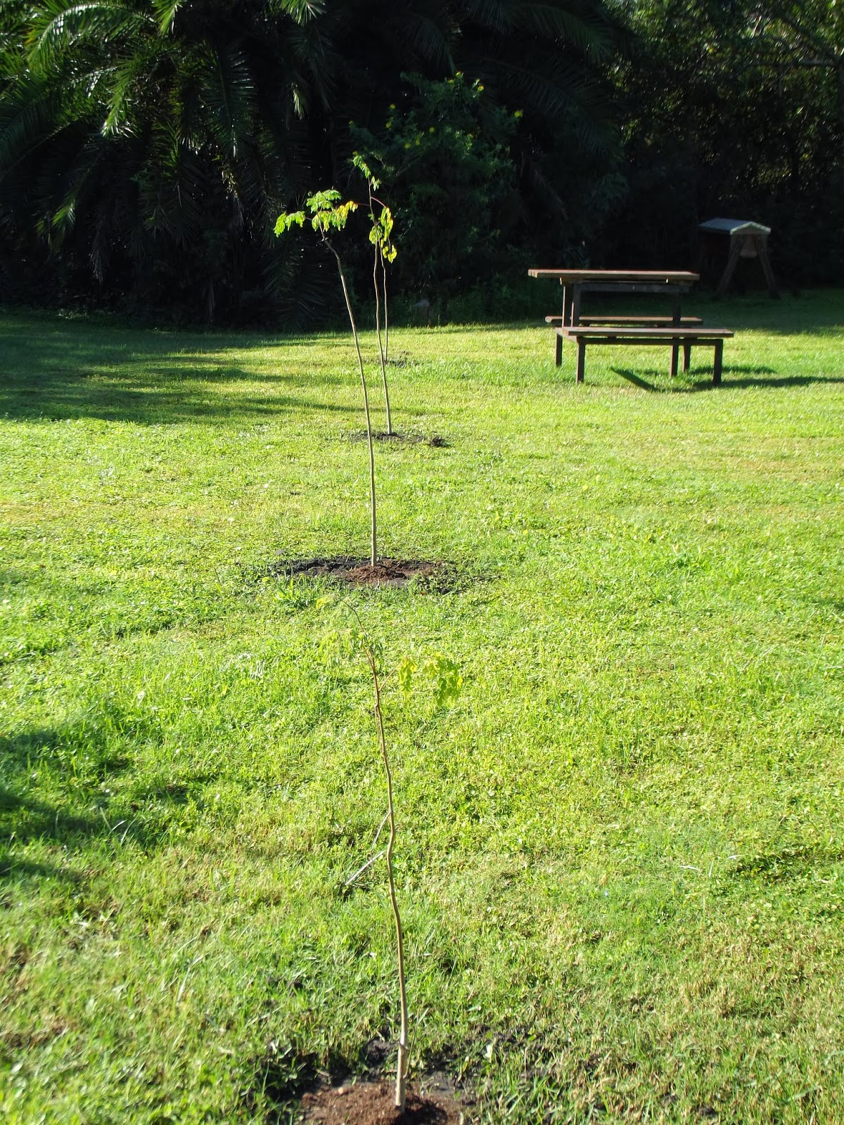 The Compound Drumstick Tree Update