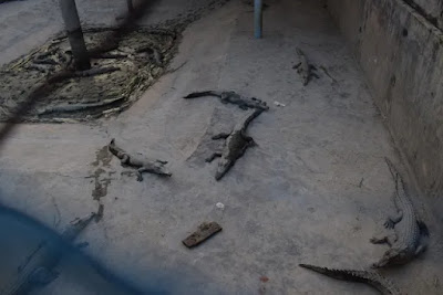 Crocodile breeding center Crocodile breeding center
