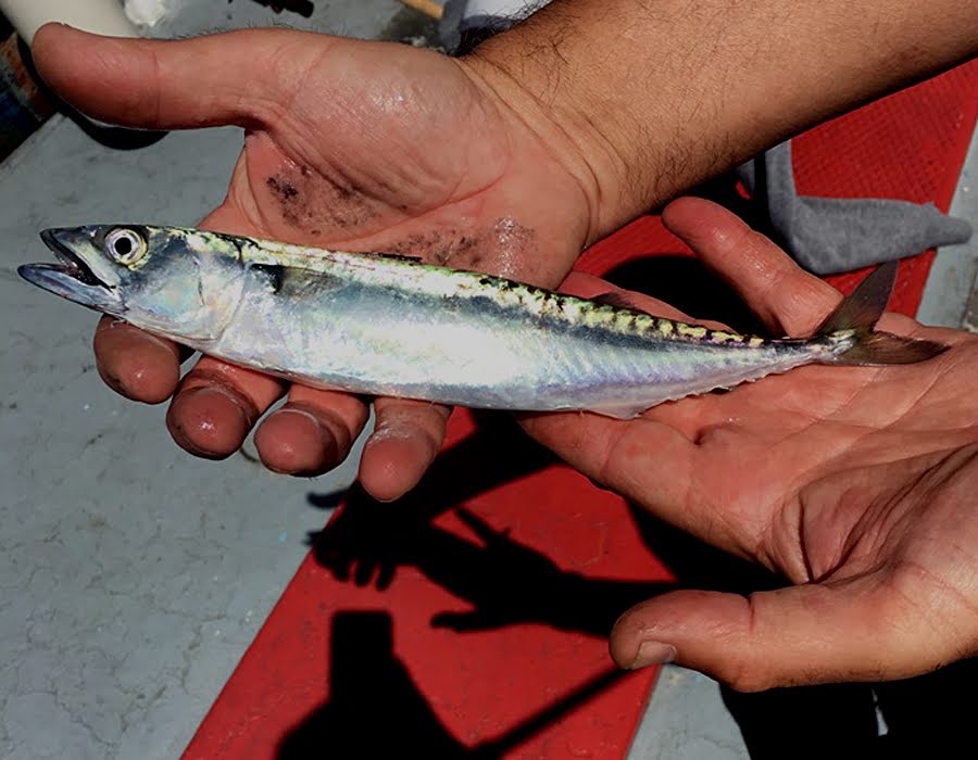 Port and Wey 9 Jun 19