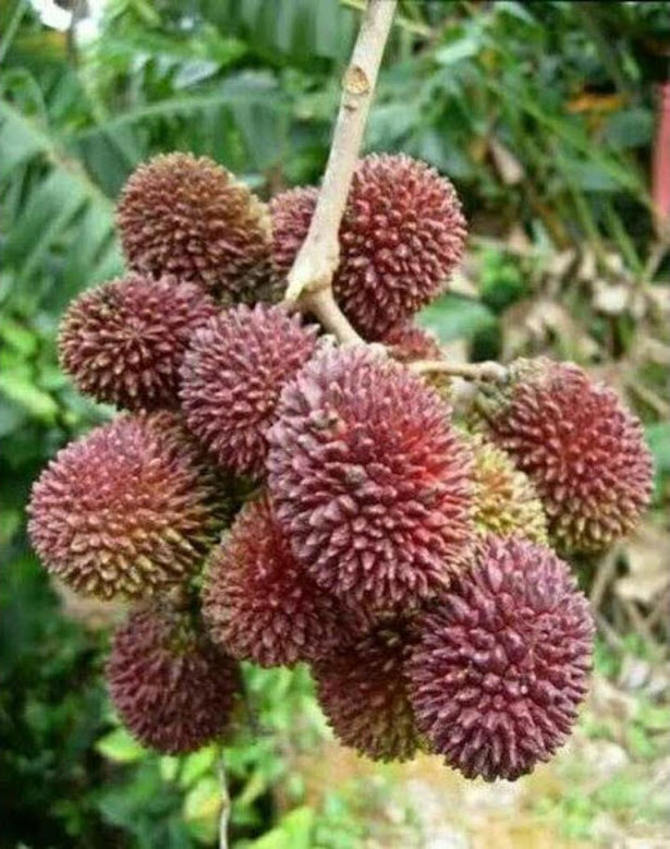 bibit rambutan rapiah Maluku Utara