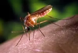 Kerala में Zika virus के मामले 3 नए मामलों के साथ 50 के पार