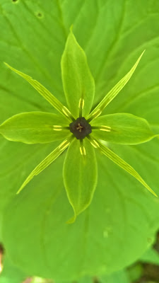 Herb-Paris or Oneberry (Paris quadrifolia).