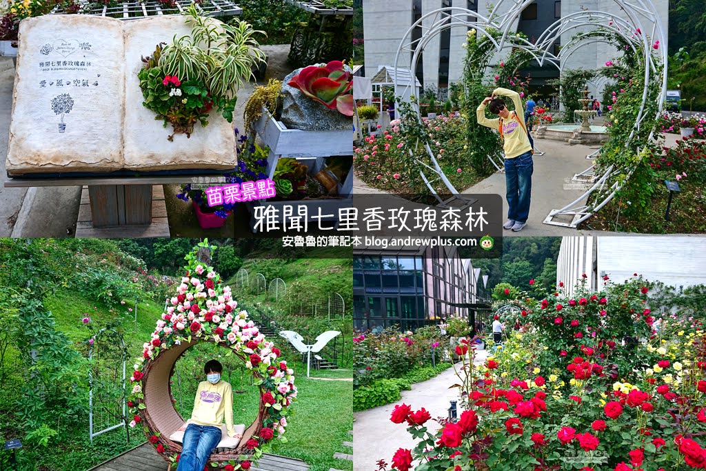 苗栗景點,雅聞七里香玫瑰森林,苗栗親子旅遊