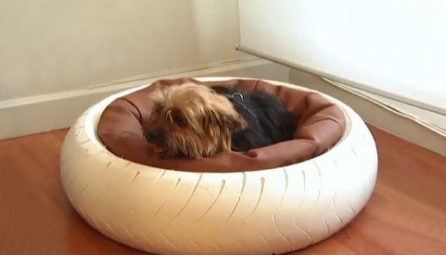 Cama para mascota con neumático