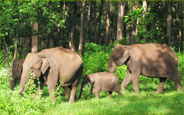 Golden Chariot Kabini/Bandipur