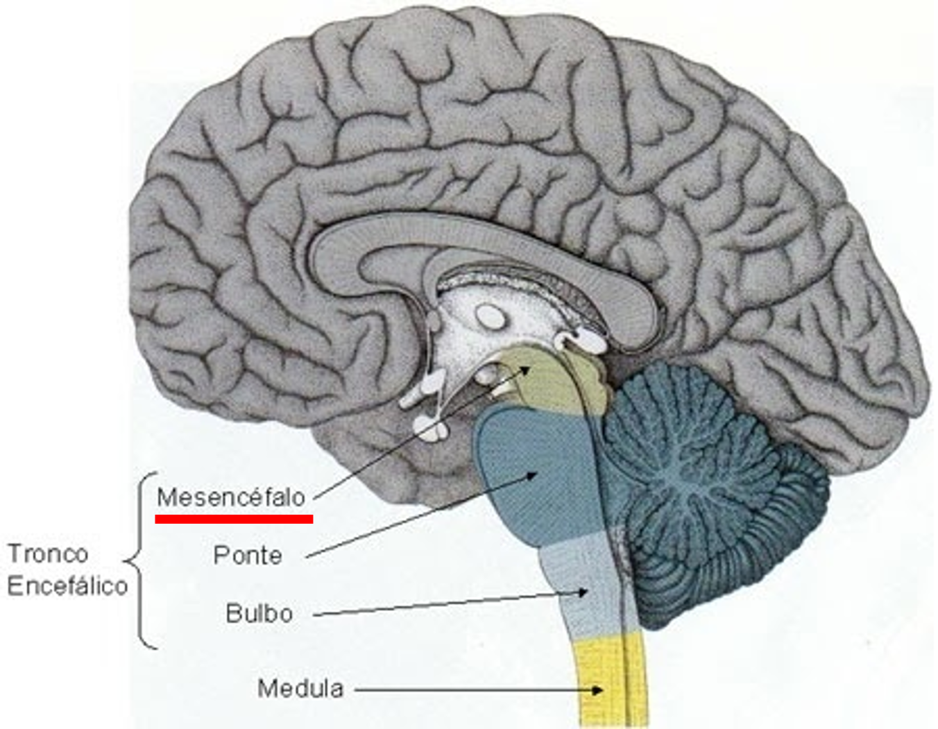 O Cerebro Esta Apoiado No Tronco Encefalico - ENSINO