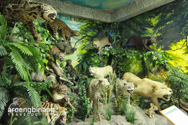 rahmat international wildlife museum gallery