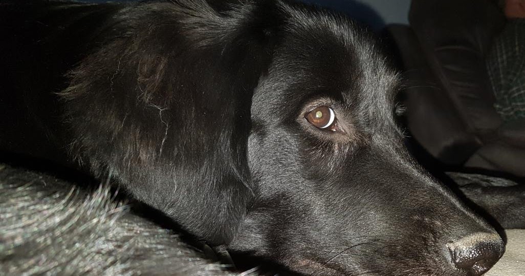 Überraschungspaket Hund ein Hundeblog der zeigt, wie unterschiedlich