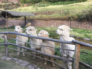 ペルーの牧場で飼育されているアルパカたちの画像