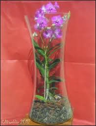 orquídea no vidro...