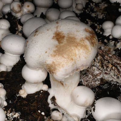 Mushroom farming training in Maharashtra
