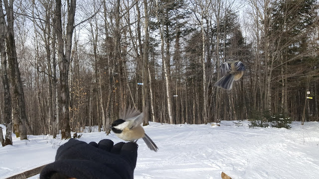 Au sommet du Mont Loup Garou
