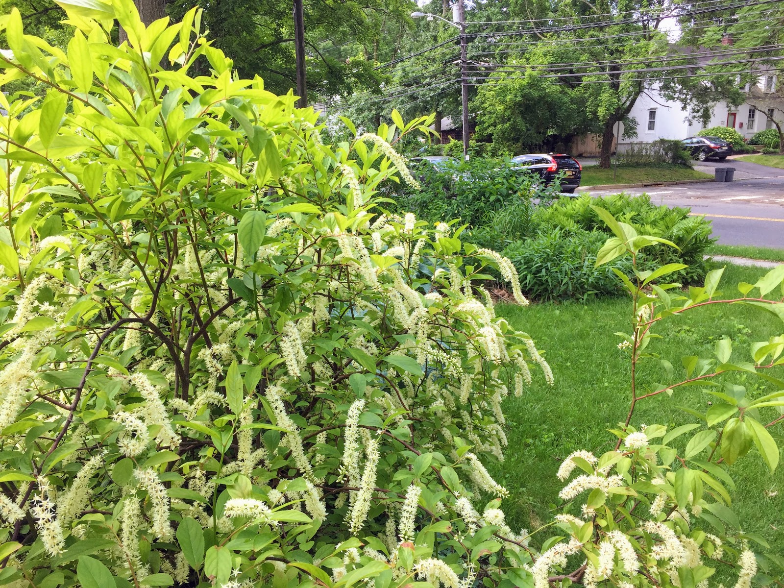 Virginia Shrubs Identification Best PhotoPnG