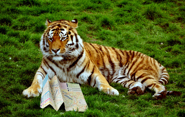 Image of a tiger looking at a map.