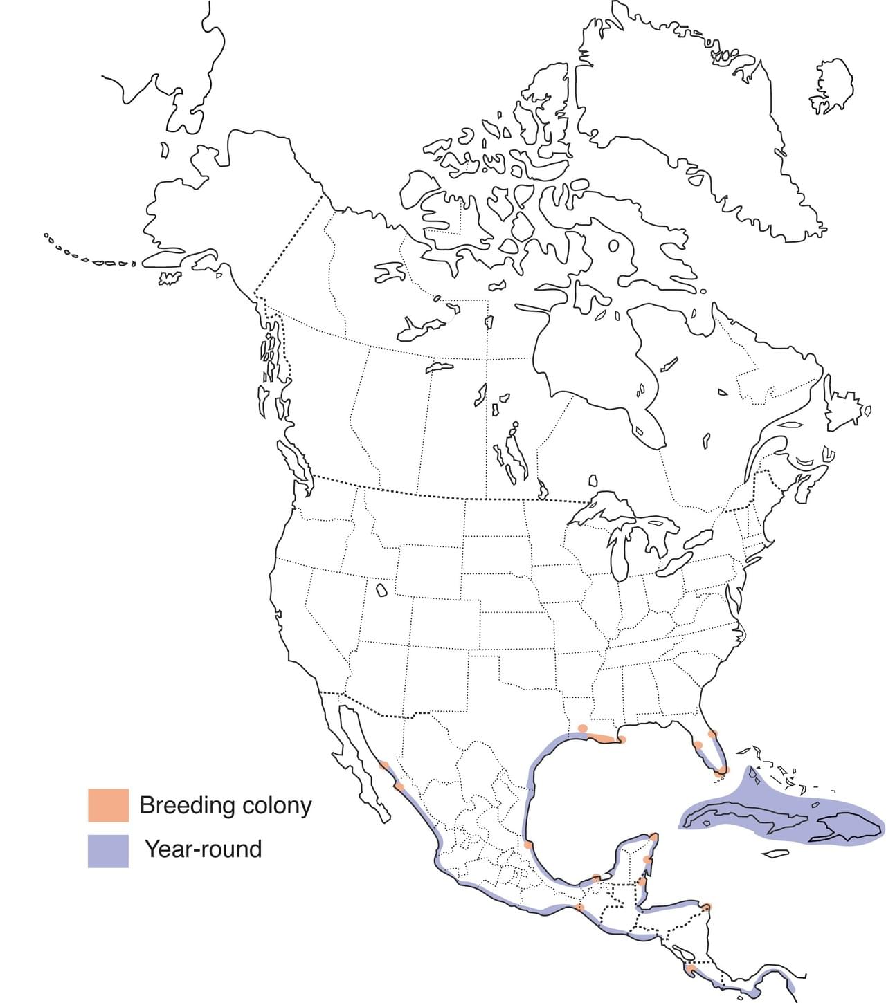 Cannundrums: Roseate Spoonbill - South Padre Island